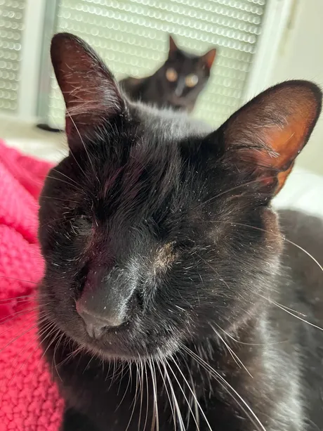 Stevie, eine Katze auf dem Lebenshof