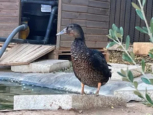 Rigoberta, eine Ente auf dem Lebenshof