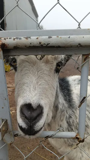 Lolo, ein Zicklein auf dem Lebenshof