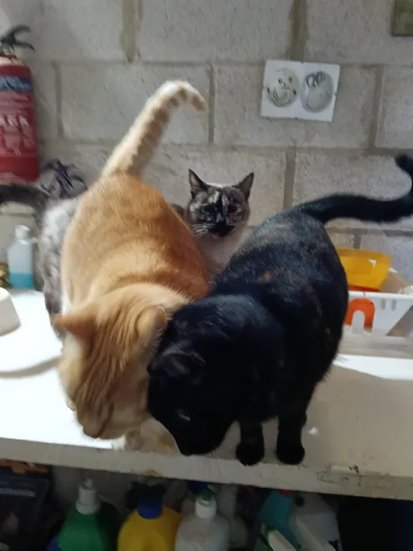 Pirulo, Cloe y Magui, gatis del refugio