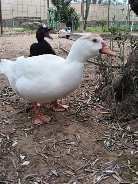 Rosenda, cane du refuge