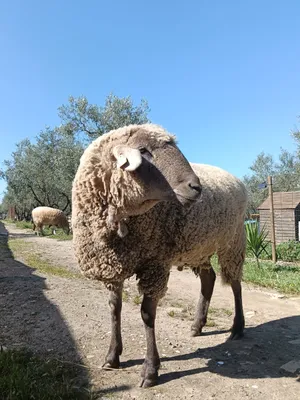 Conguito, ein Schaf auf dem Lebenshof