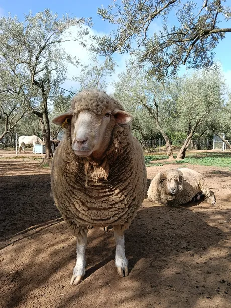 Chariri, ein Schaf auf dem Lebenshof