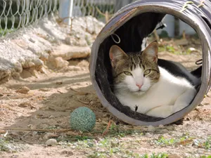 Pedrito, eine Katze auf dem Lebenshof