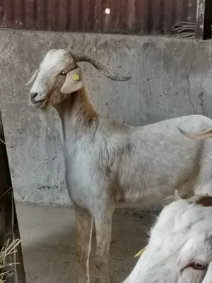 Wilson, cabra del refugio