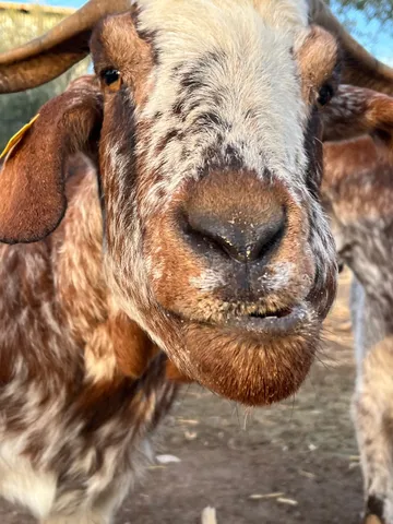 Copito, cabra del refugio
