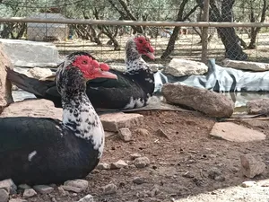Solito und Mi Niño, Vögel auf dem Lebenshof