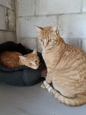 Ares und Mandarina, Katzen auf dem Lebenshof