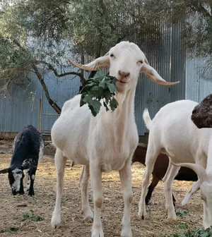 Gisela, cabra del refugio
