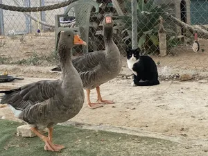 Hernández und Fernández, Vögel auf dem Lebenshof