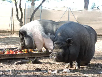 Lola y Reyes, cerdis del refugio
