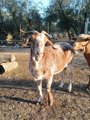 Amiga, a goat at the sanctuary