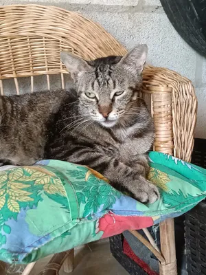 Rayitas, eine Katze auf dem Lebenshof