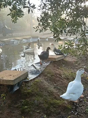Rosendo und el resto, Vögel auf dem Lebenshof