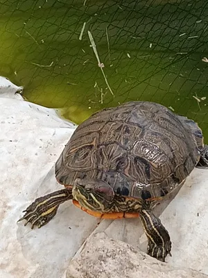 Karoline, eine Schildkröte auf dem Lebenshof
