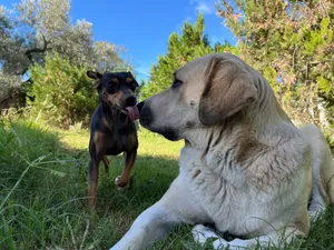Carmen and Winie, dogs at the sanctuary
