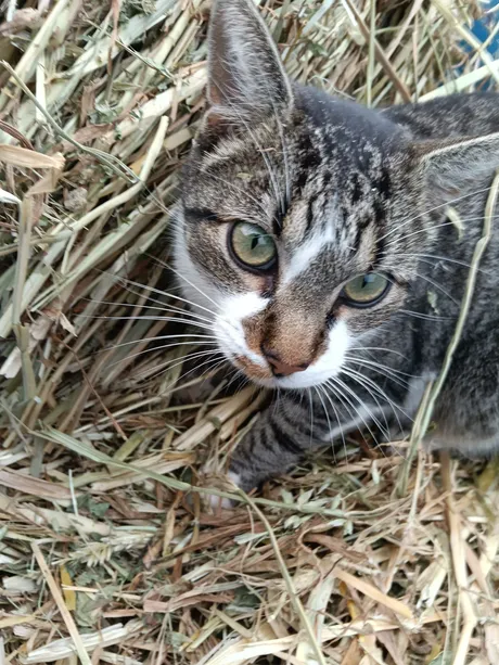 Federico, gati del refugio