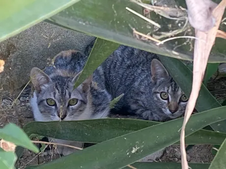Simona y Popoty, gatis del refugio