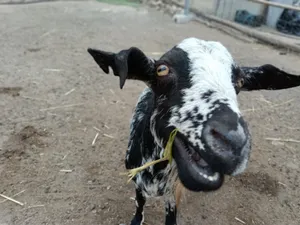 Perrito, chèvre du refuge