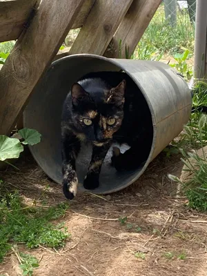 Creta, eine Katze auf dem Lebenshof