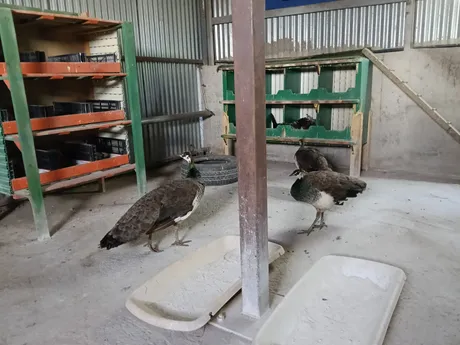Merceditas, Puri and Petra, turkeys at the sanctuary