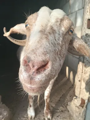 Blanca, chèvre du refuge
