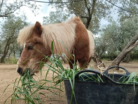 Rodolfo, ein Pony auf dem Lebenshof