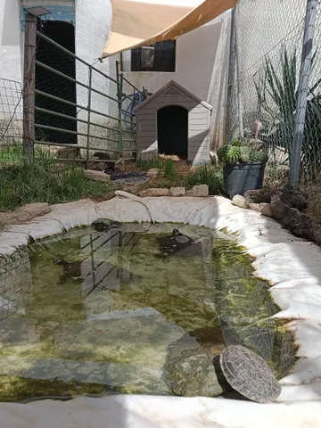 Die Schildkröten in ihrem kleinen See