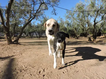 Carmen y Lisa, perris del refugio