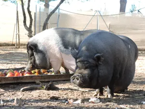 Lola and Reyes, pigs at the sanctuary