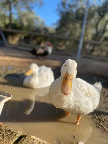 Piwi, amie à plumes du refuge