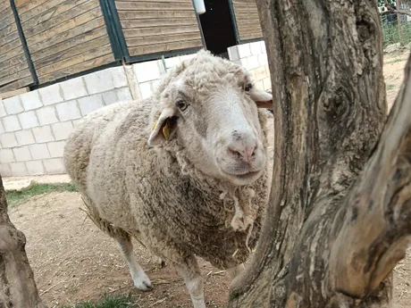 Pepa, oveja del refugio