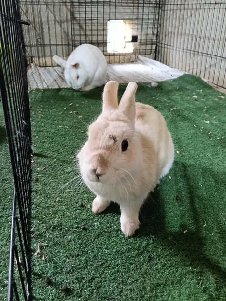 Roger und Ciro, Kaninchen auf dem Lebenshof