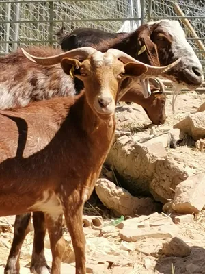 Bambi, eine Ziege auf dem Lebenshof