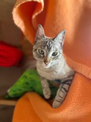 Sirka, eine Katze auf dem Lebenshof