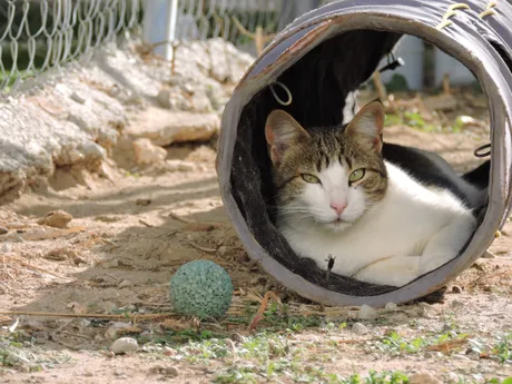 Pedrito, gati del refugio