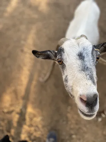 Luna, eine Ziege auf dem Lebenshof