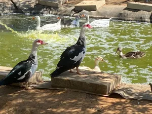 Pepi et Luci, amis à plumes du refuge
