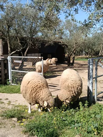 Die Schafe des Lebenshofs grasen gemeinsam