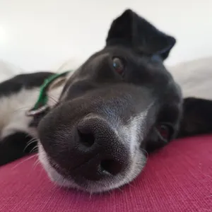 Lisa, ein Hund auf dem Lebenshof