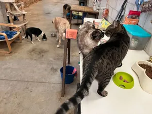 Maguy und Simón, Katzen auf dem Lebenshof