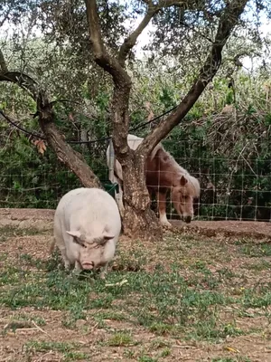 Rosi, ein Schwein auf dem Lebenshof