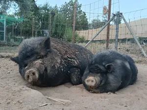 Rufino and Marilyn, pigs at the sanctuary