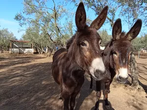 María and Elsa, donkeys at the sanctuary