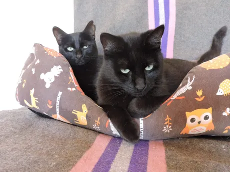 Banner y Flapy, gatis del refugio