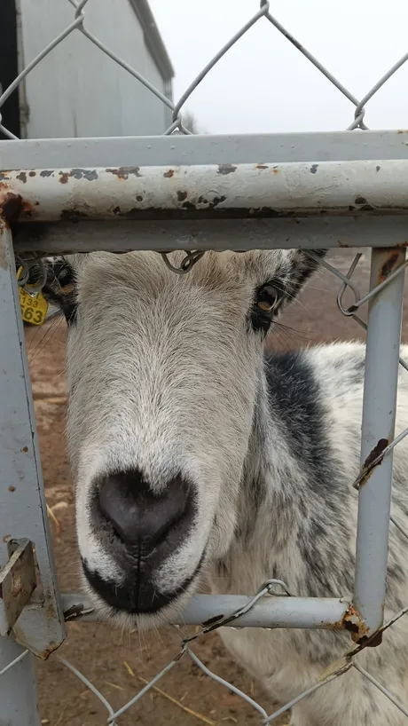 Lolo, ein Zicklein auf dem Lebenshof