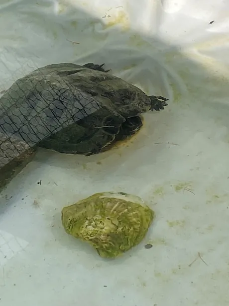 Jara, eine Schildkröte auf dem Lebenshof