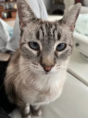 Charlie, eine Katze auf dem Lebenshof