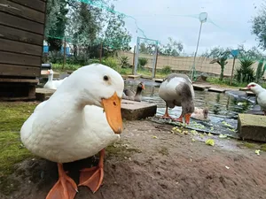 Manolita, ein Vogel auf dem Lebenshof