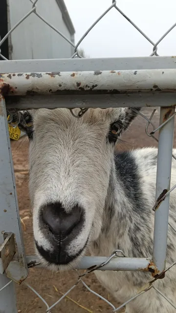 Lolo, ein Zicklein auf dem Lebenshof